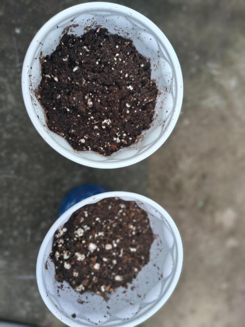 Alien Apparition. Week 0 - Buried them in soil 12 hours later.