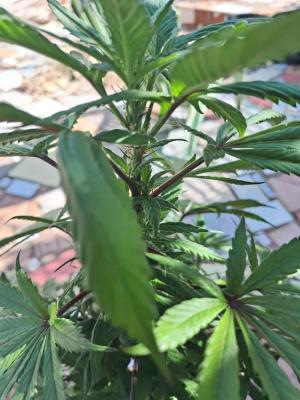 Comment by ganjaforever photo #1