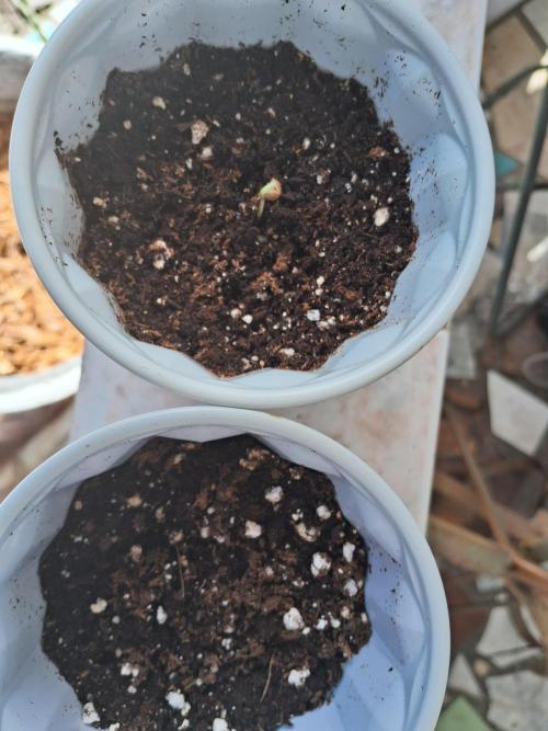 Alien Apparition. Week 0