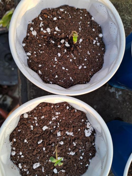 Alien Apparition. Week 0