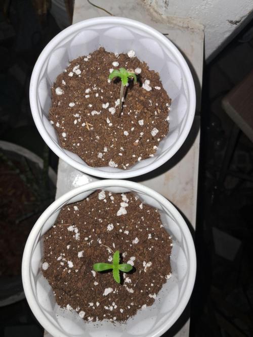 Alien Apparition. Week 0 - They are happy to be in the land of the living.