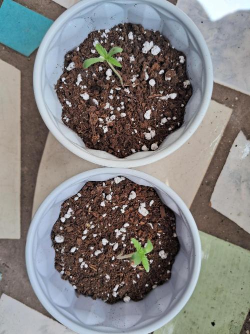 Alien Apparition. Week 1 - Let's hope both of these are gals. 02/03/26 