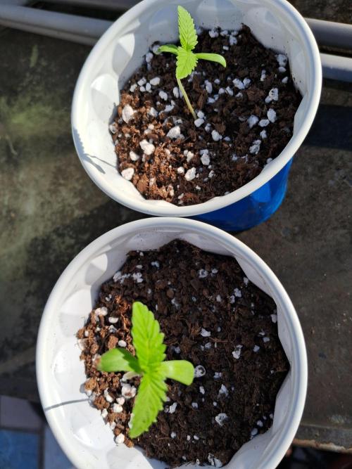 Alien Apparition. Week 1 - They seem to be happy 😊