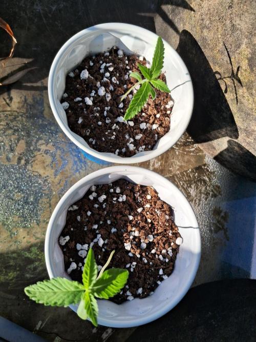 Alien Apparition. Week 1 - 08/02/26