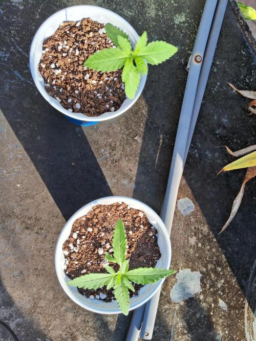 Alien Apparition. Week 2