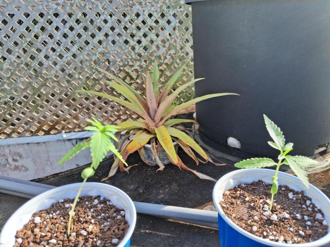 Alien Apparition. Week 2