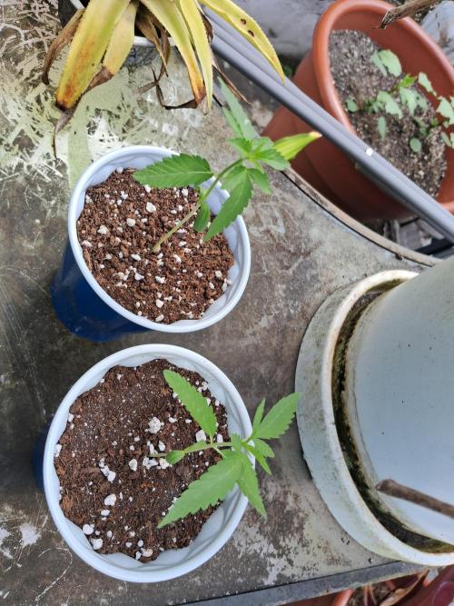 Alien Apparition. Week 2 - 12/02/26