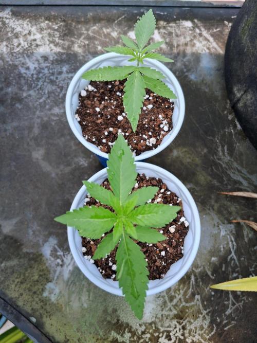 Alien Apparition. Week 2 - 13/02/26