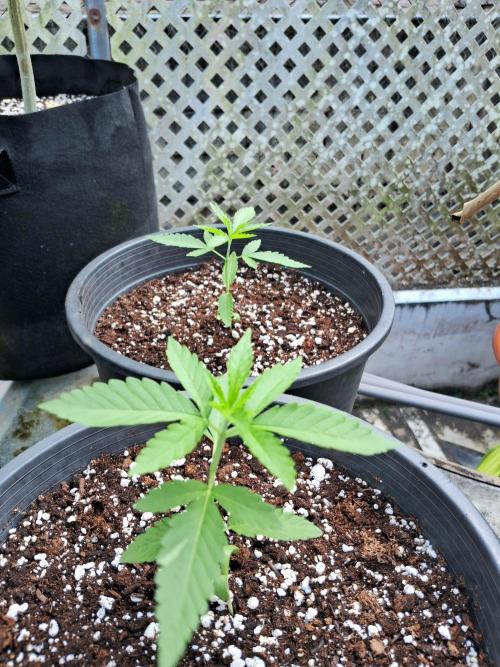 Alien Apparition. Week 3 - 17/02/26