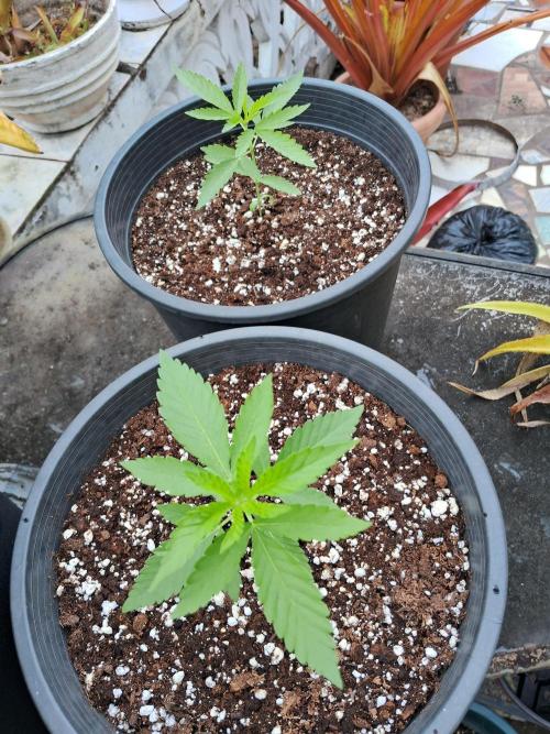 Alien Apparition. Week 3