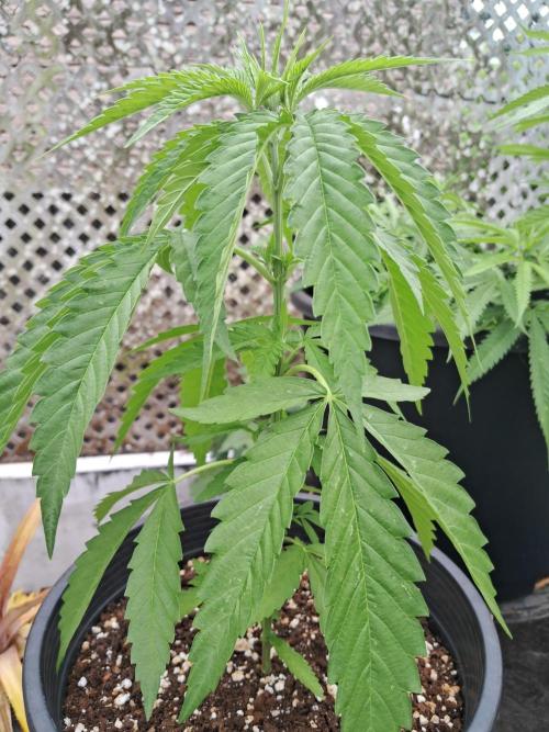 Alien Apparition. Week 4 - 03.03.26