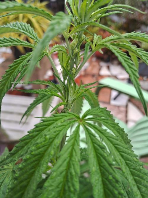 Alien Apparition. Week 9