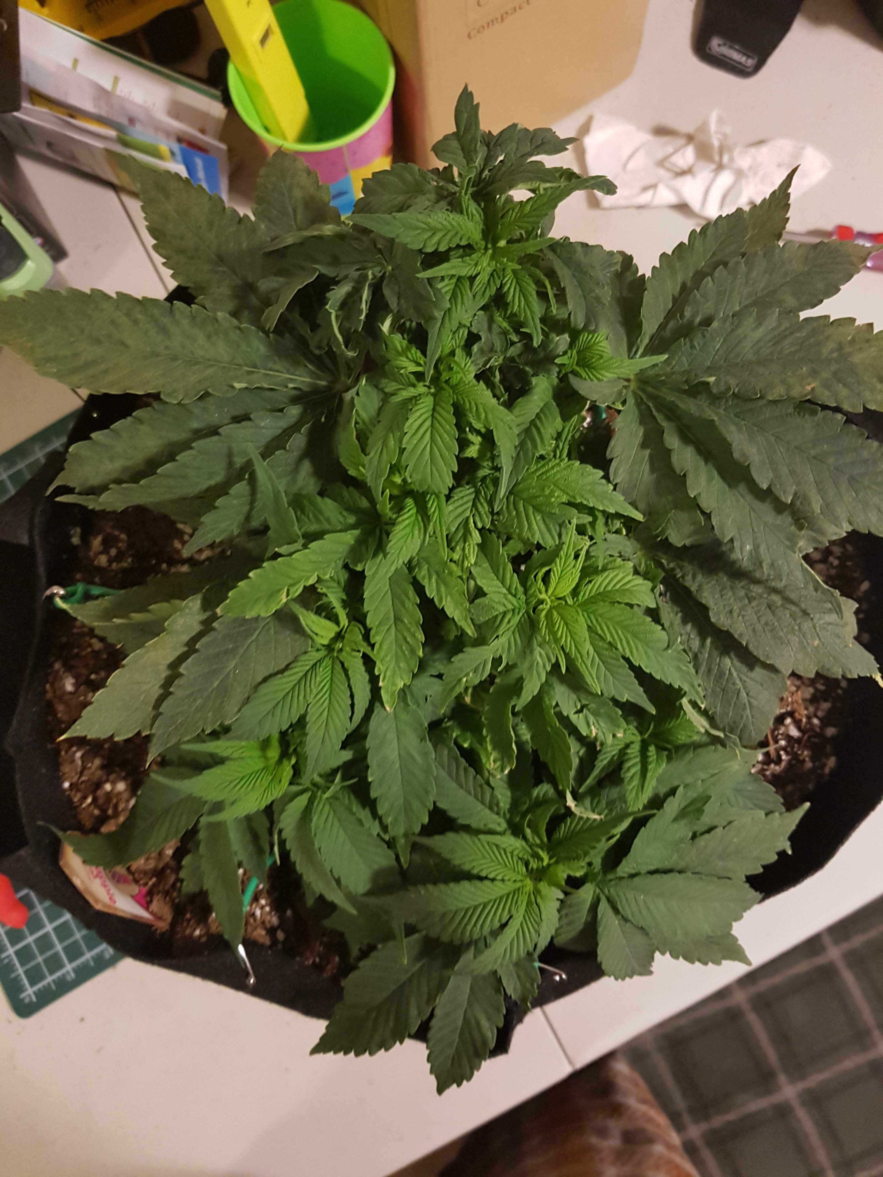 Royal Queen Seeds Pineapple Kush grow diary (journal) week6 by