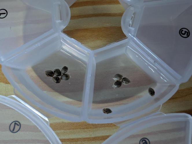 Banana Orange Pineapple - Shwale. Week 0