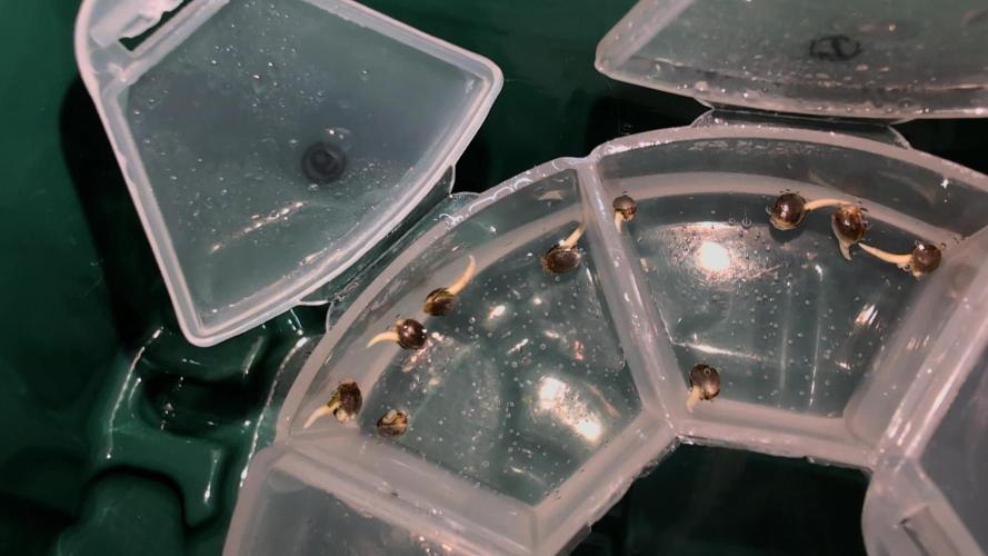 Banana Orange Pineapple - Shwale. Week 0