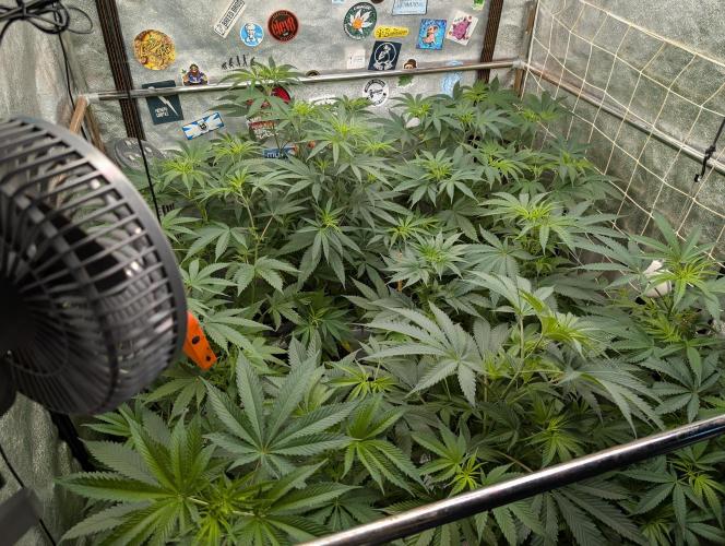 Banana Orange Pineapple - Shwale. Week 8