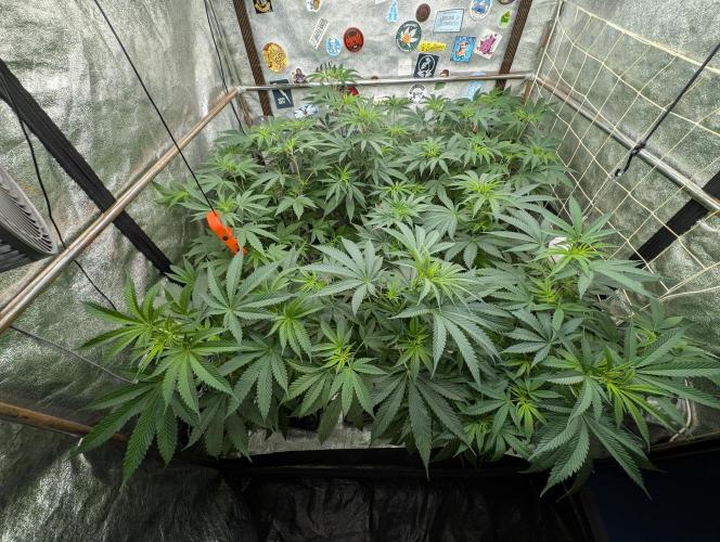 Banana Orange Pineapple - Shwale. Week 8