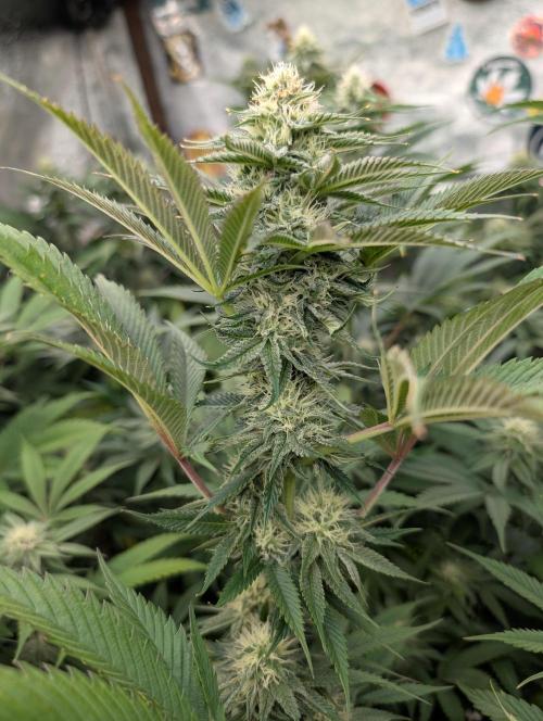 Banana Orange Pineapple - Shwale. Week 12