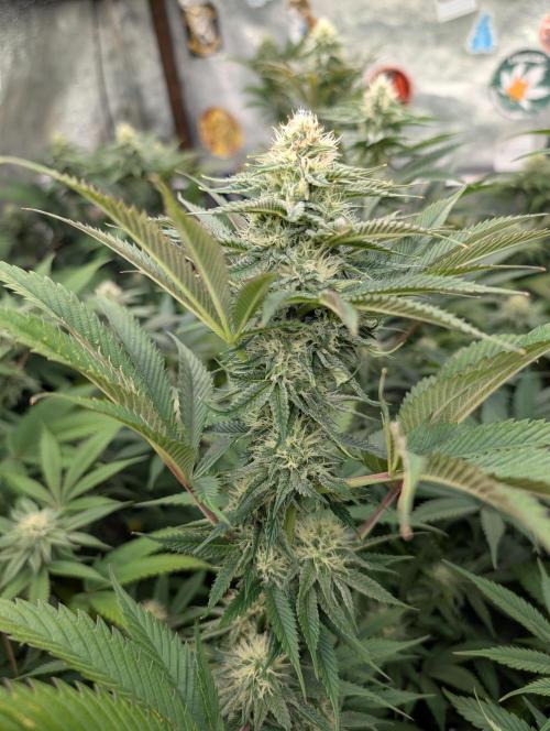 Banana Orange Pineapple - Shwale. Week 12