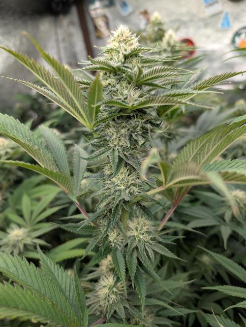 Banana Orange Pineapple - Shwale. Week 12