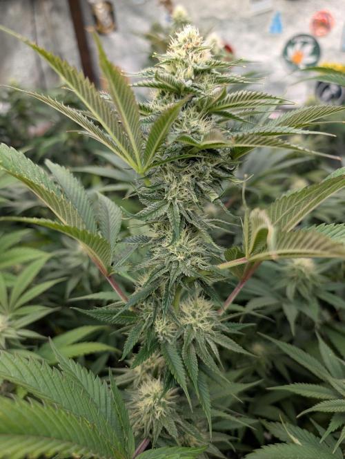 Banana Orange Pineapple - Shwale. Week 12