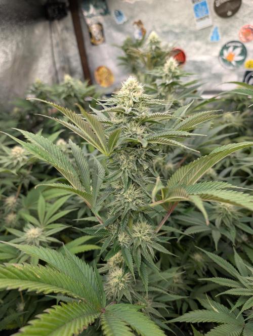 Banana Orange Pineapple - Shwale. Week 12