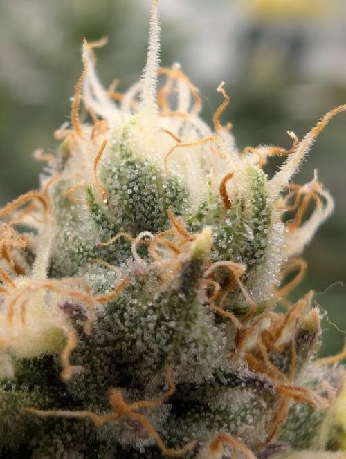 Banana Orange Pineapple - Shwale. Week 13