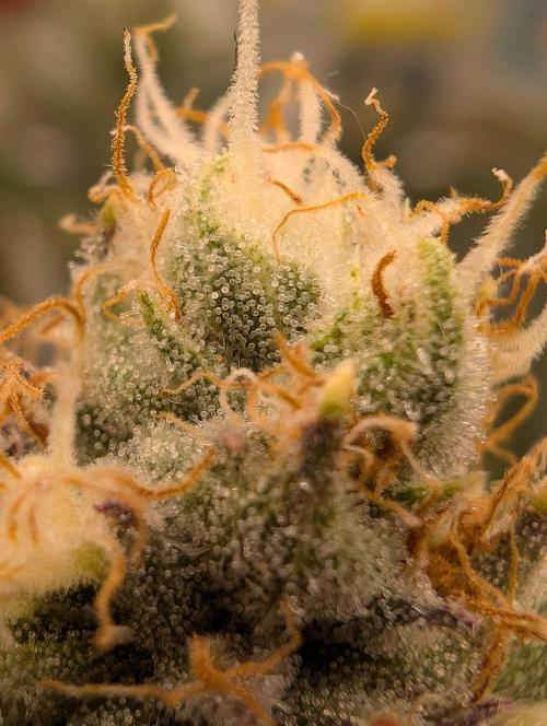 Banana Orange Pineapple - Shwale. Week 13