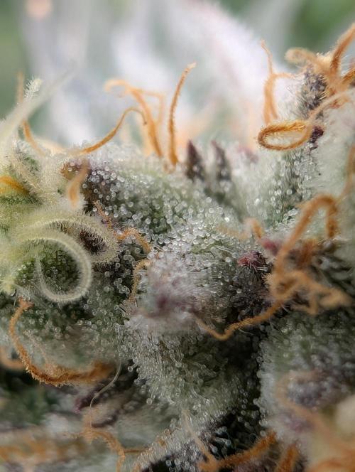 Banana Orange Pineapple - Shwale. Week 13