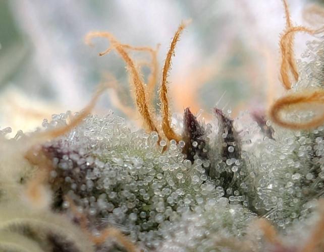 Banana Orange Pineapple - Shwale. Week 13