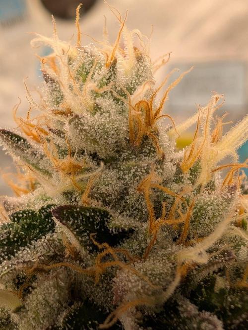 Banana Orange Pineapple - Shwale. Week 13