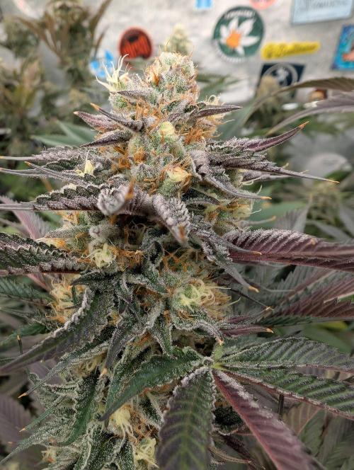 Banana Orange Pineapple - Shwale. Week 13