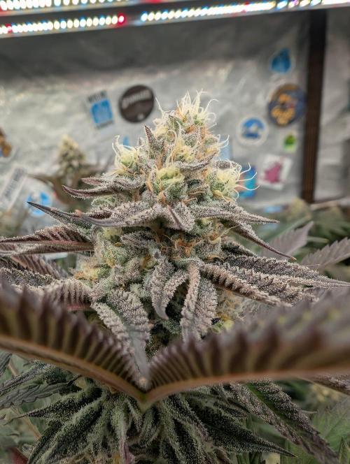 Banana Orange Pineapple - Shwale. Week 13