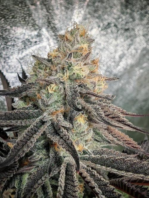 Banana Orange Pineapple - Shwale. Week 14