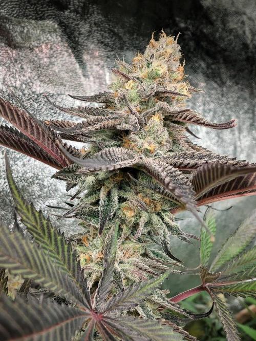 Banana Orange Pineapple - Shwale. Week 14