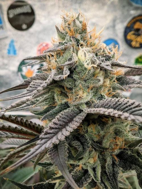 Banana Orange Pineapple - Shwale. Week 14