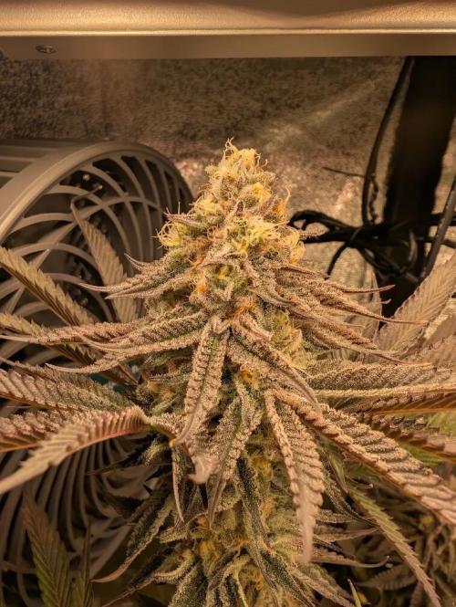 Banana Orange Pineapple - Shwale. Week 14