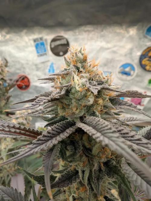 Banana Orange Pineapple - Shwale. Week 14