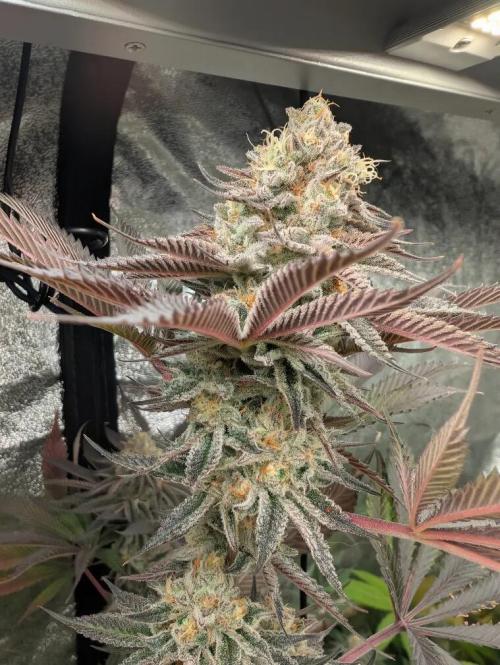 Banana Orange Pineapple - Shwale. Week 14