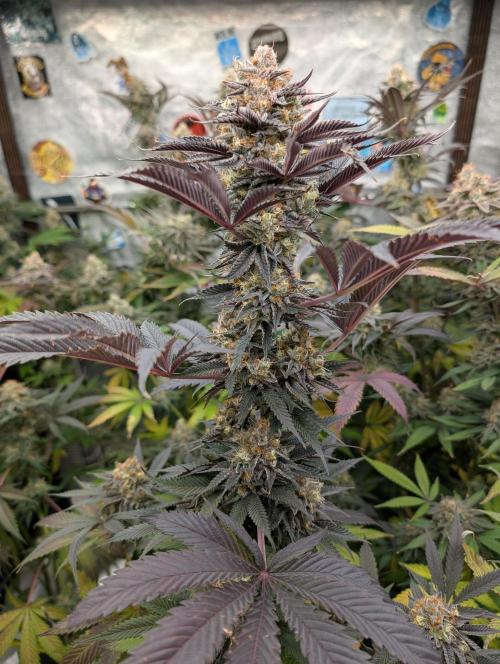 Banana Orange Pineapple - Shwale. Week 15