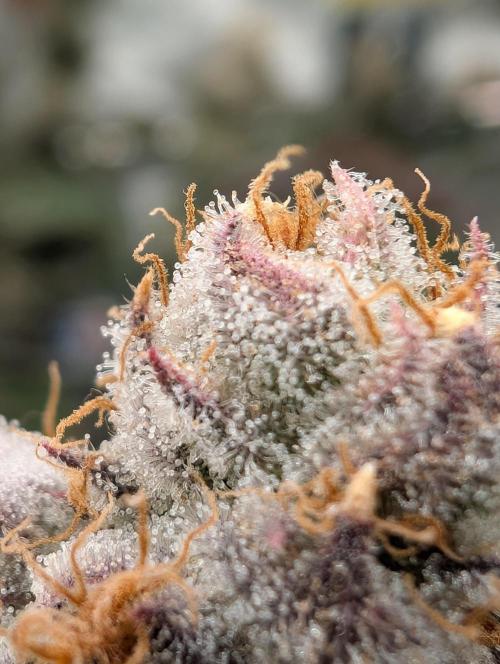 Banana Orange Pineapple - Shwale. Week 15