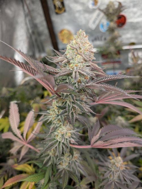 Banana Orange Pineapple - Shwale. Week 15