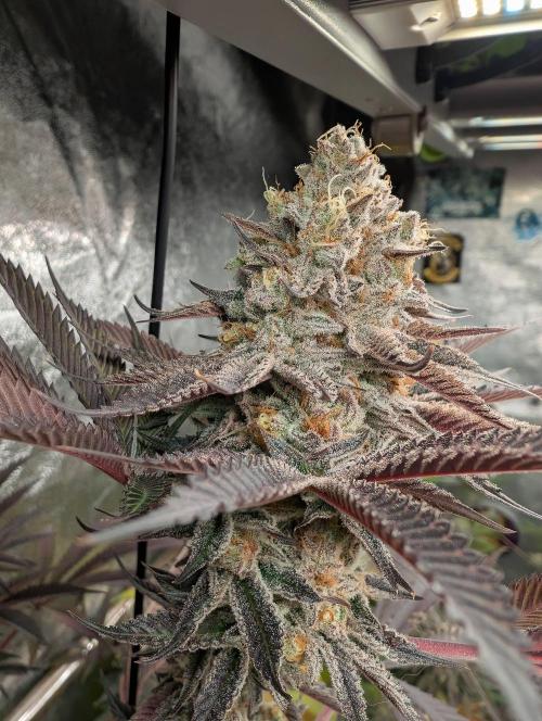 Banana Orange Pineapple - Shwale. Week 15