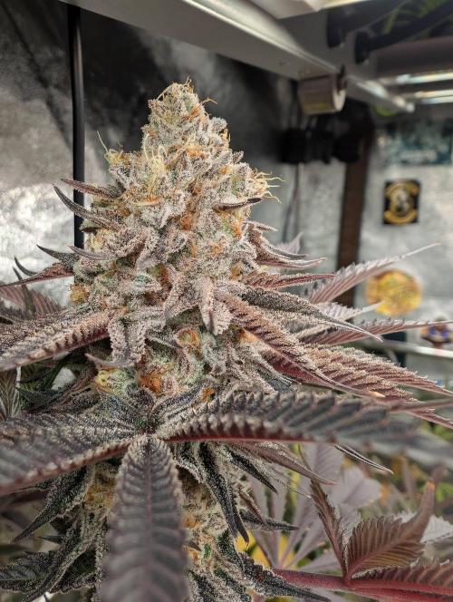 Banana Orange Pineapple - Shwale. Week 15