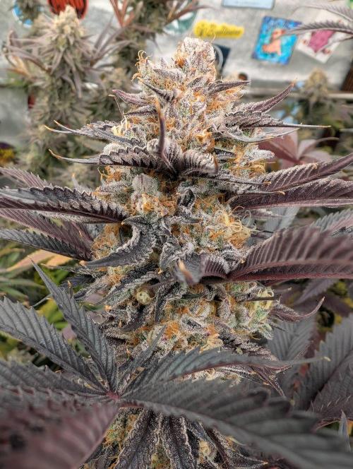 Banana Orange Pineapple - Shwale. Week 15