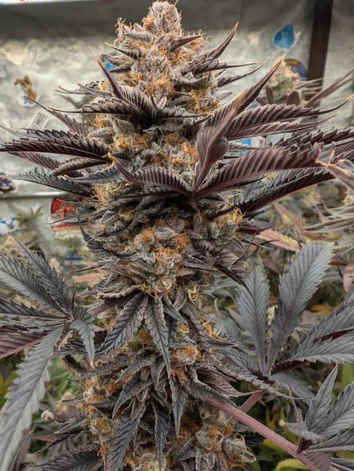 Banana Orange Pineapple - Shwale. Week 16