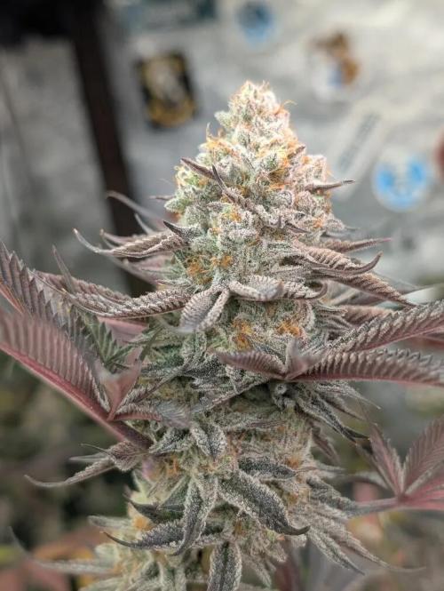 Banana Orange Pineapple - Shwale. Week 16