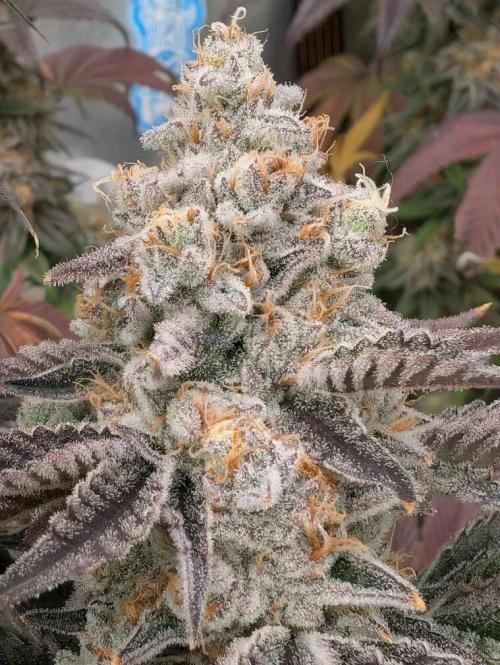 Banana Orange Pineapple - Shwale. Week 16