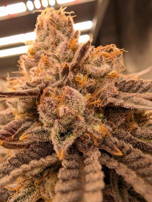 Banana Orange Pineapple - Shwale. Week 16