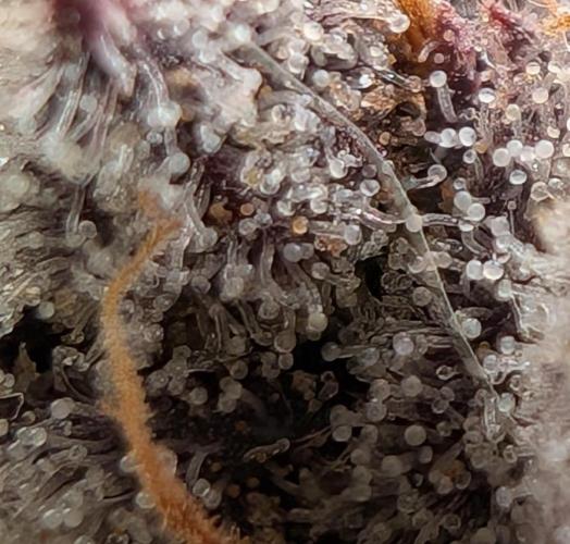 Banana Orange Pineapple - Shwale. Week 16